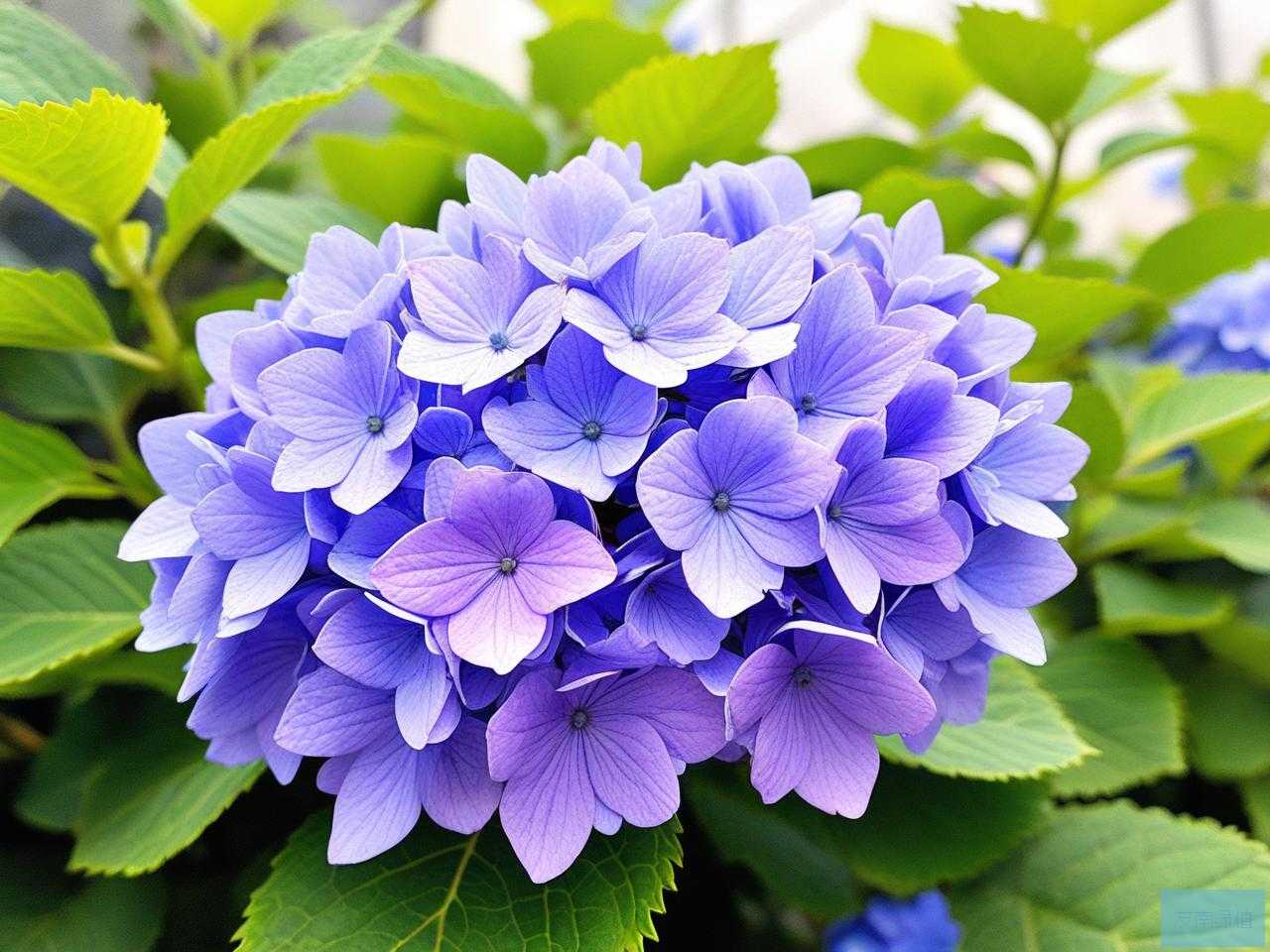 2025年蓝色绣球花的花语