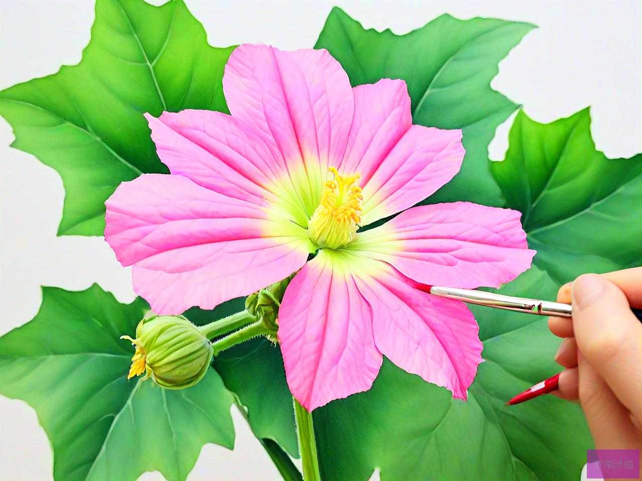 丝瓜的花是什么样子的