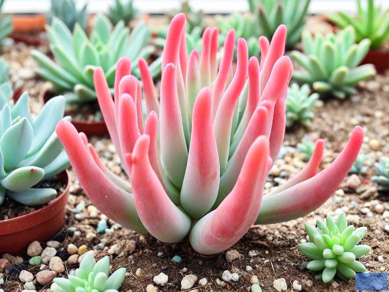 多肉植物珊瑚棒怎么养