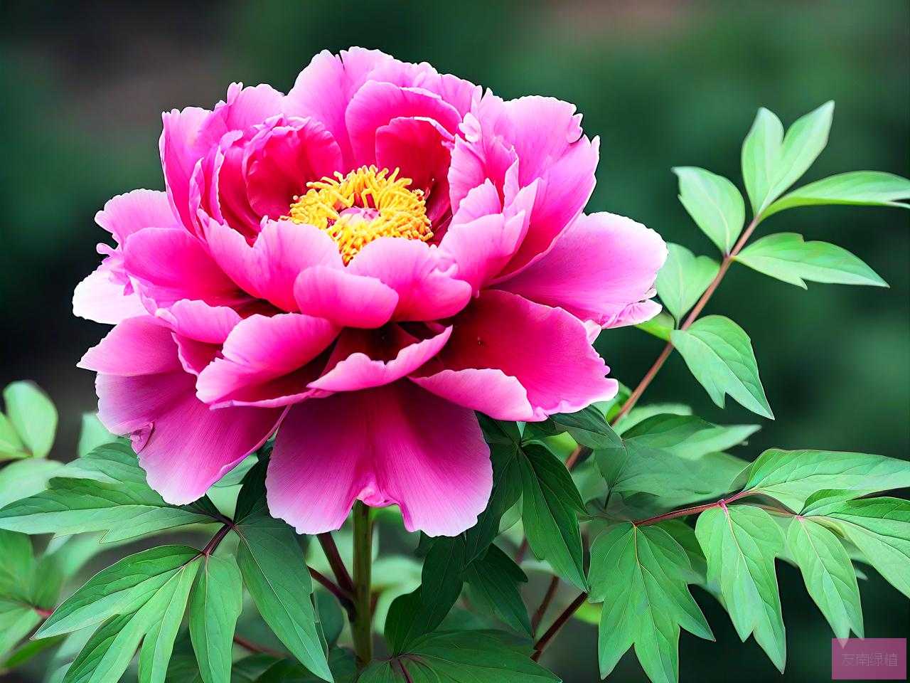 牡丹花是多年生植物吗