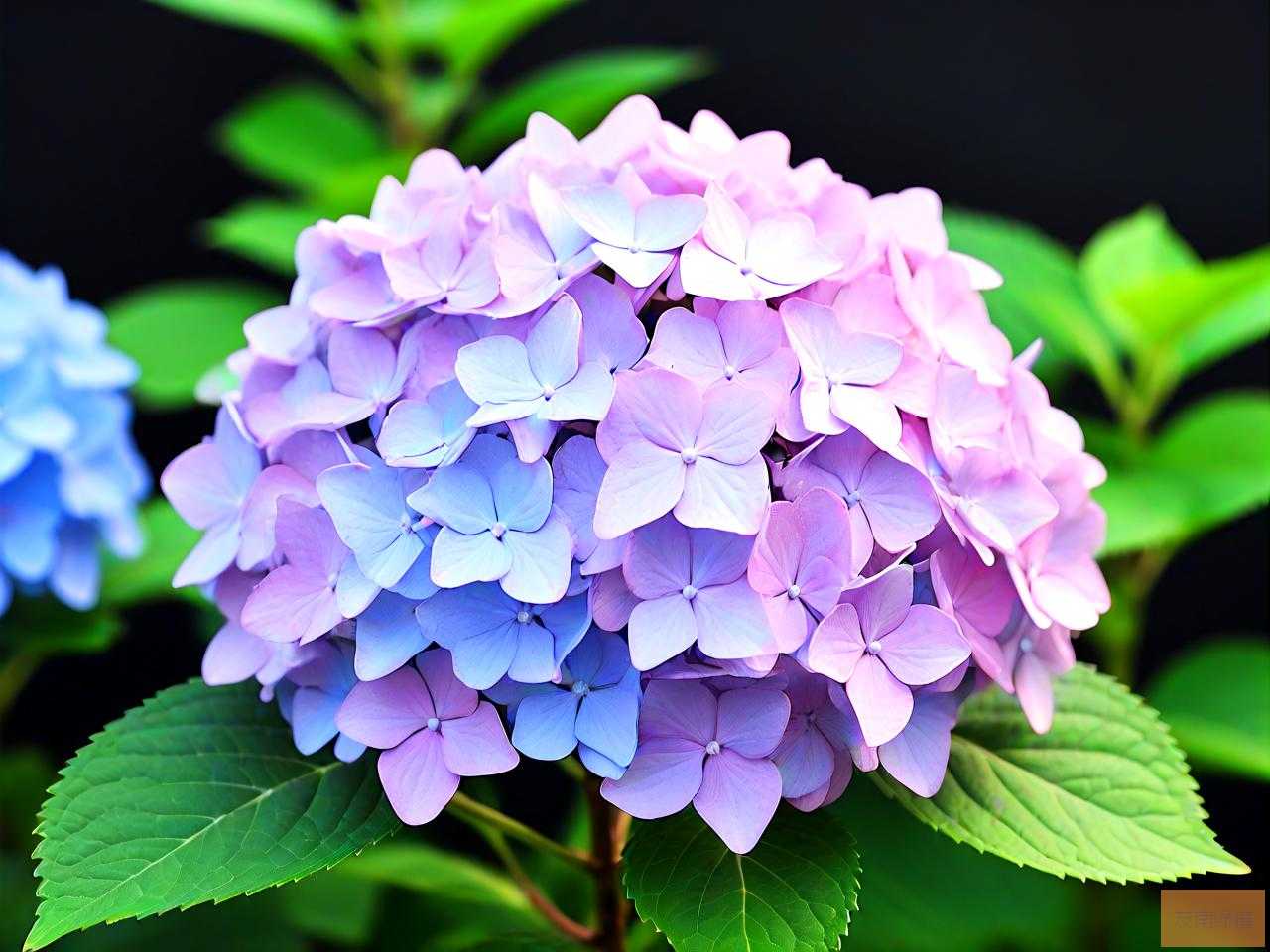 变色绣球花的养殖方法