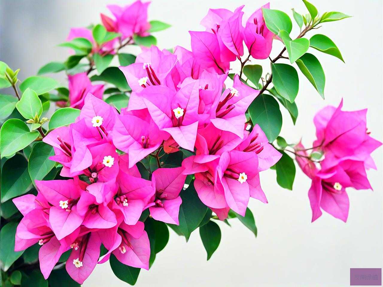 三角梅盛花期如何养护