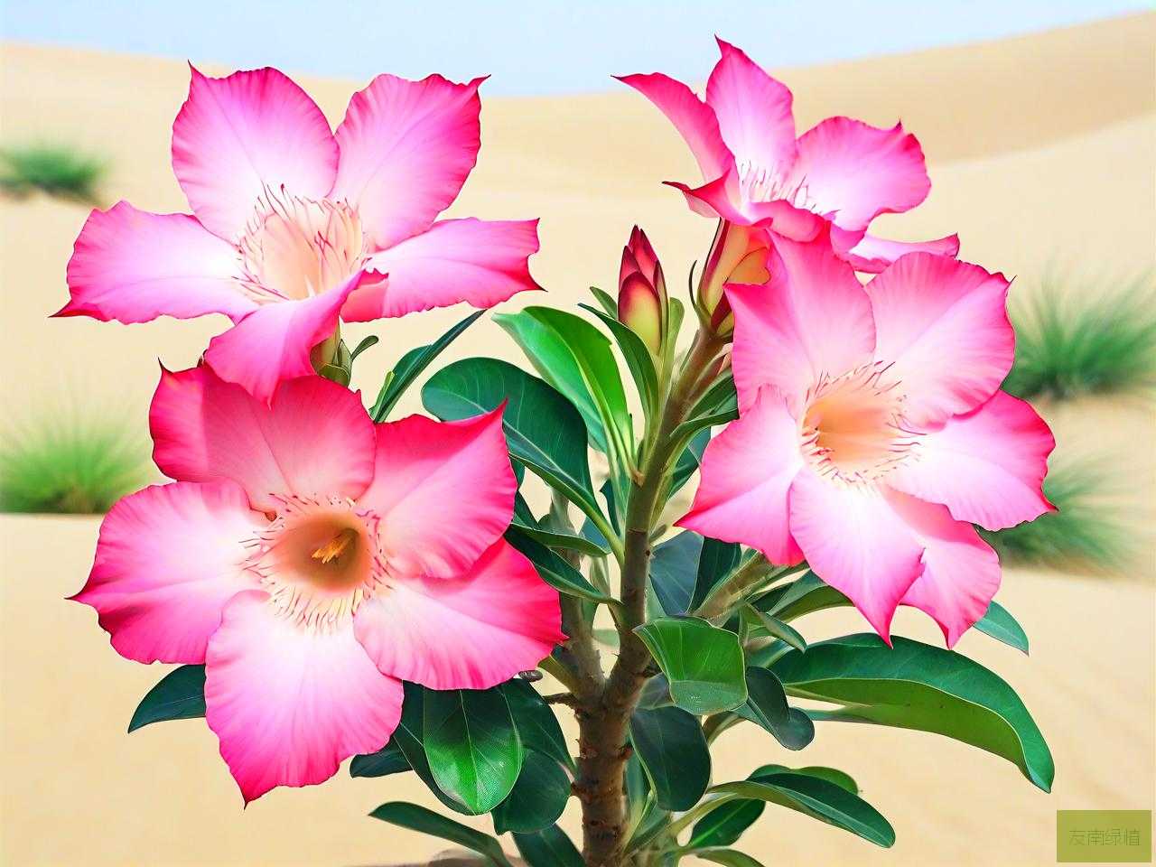 沙漠玫瑰哪种花色好看