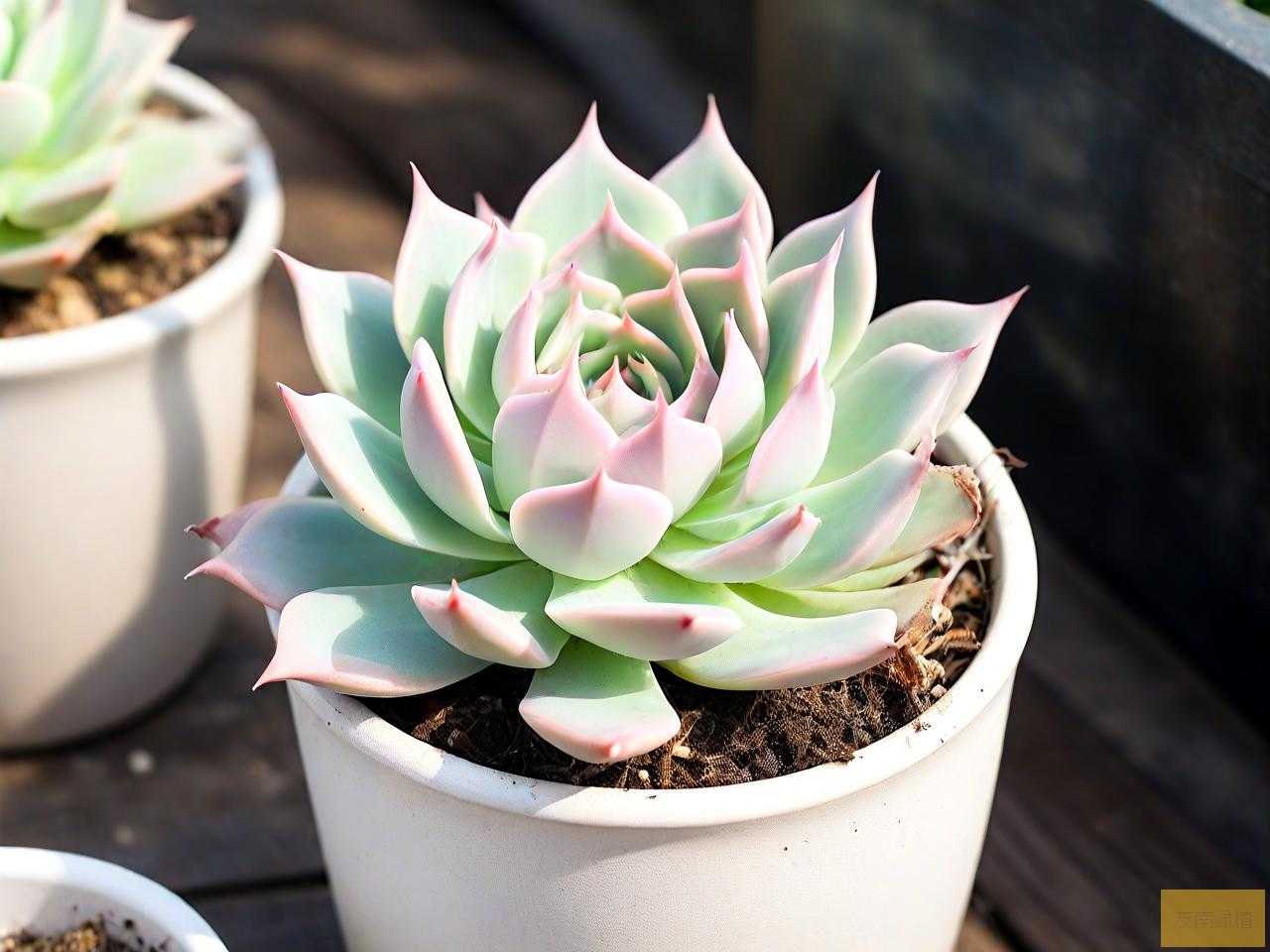 小的多肉植物怎么养殖