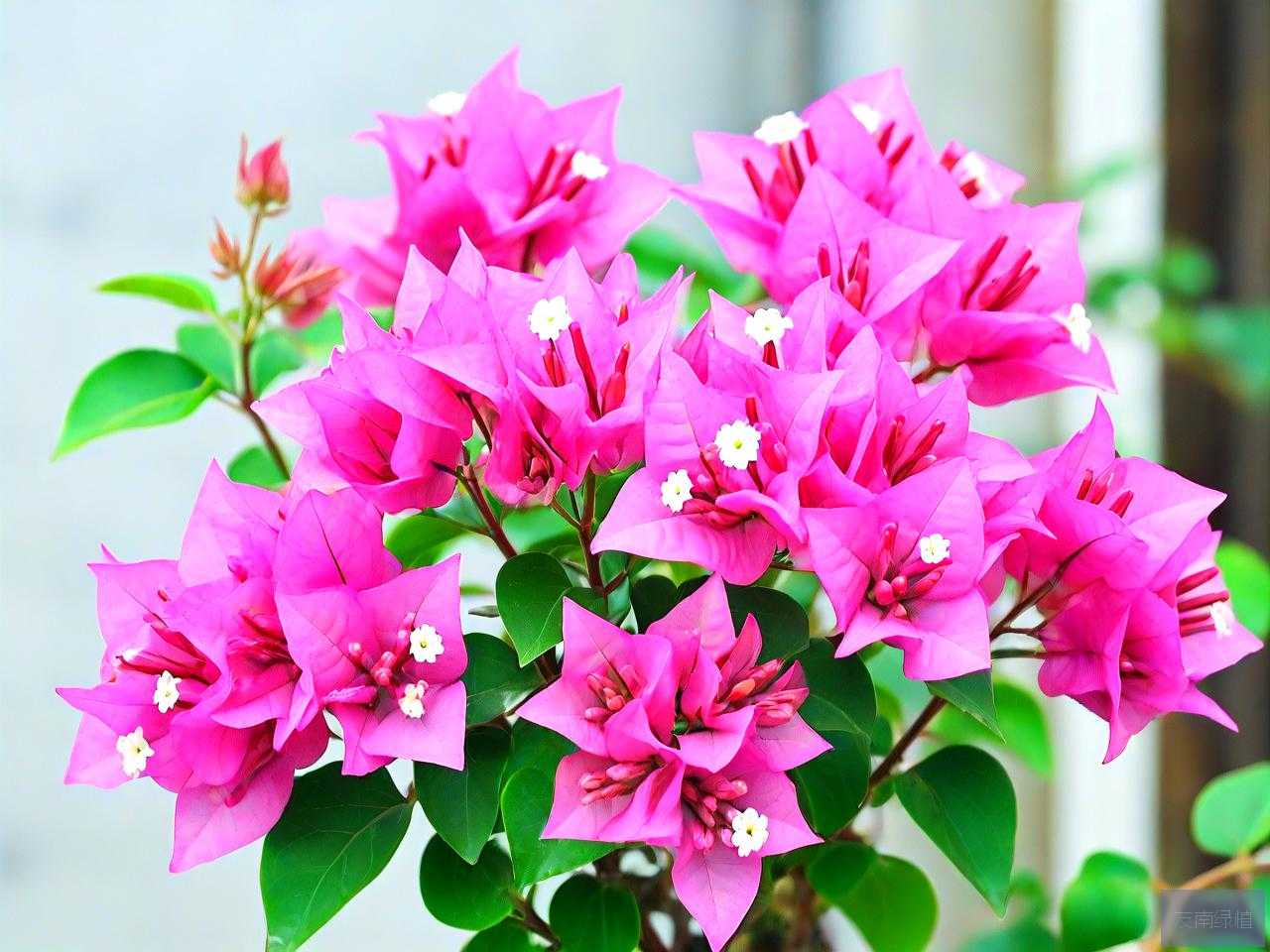 怎么养三角梅才能开花