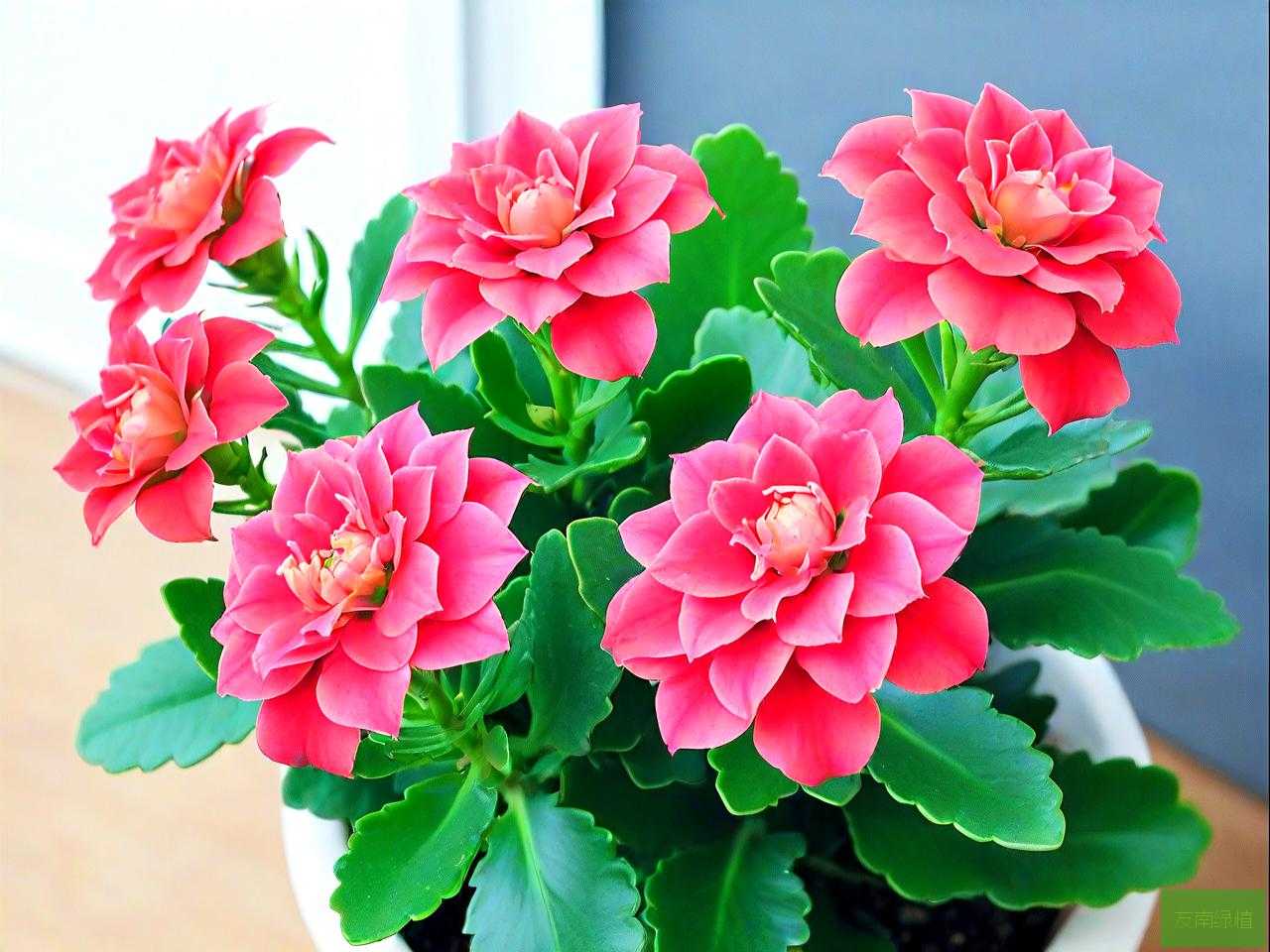 长寿花怎么养叶片肥厚
