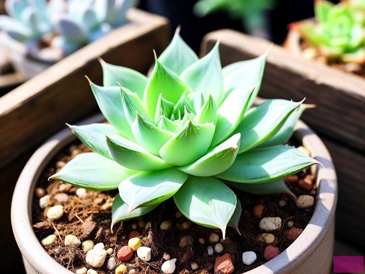 玉露多肉植物怎么养殖