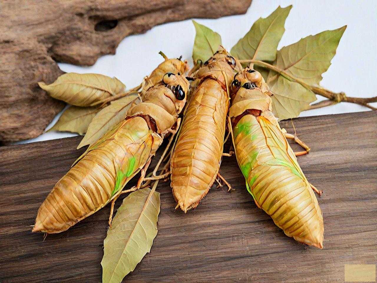 肺结节可以吃金蝉花吗