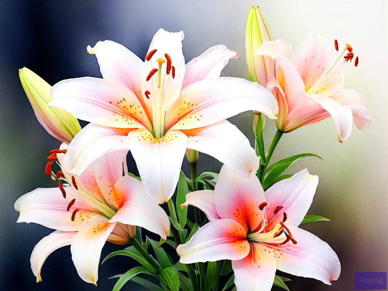百合花是一次性的花吗