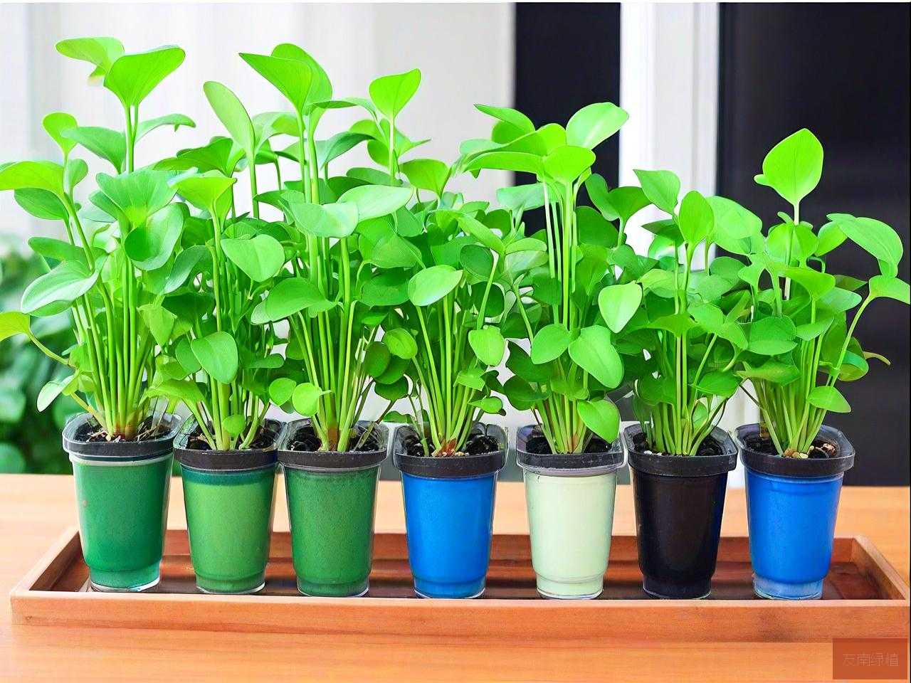 养水培植物用什么水好