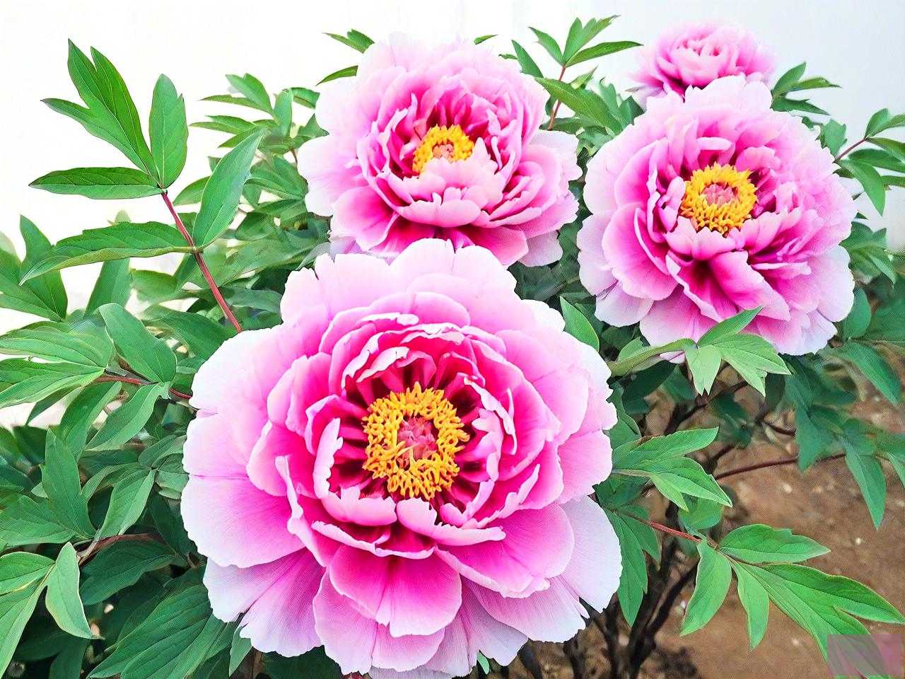 牡丹花可以浇茶叶水吗