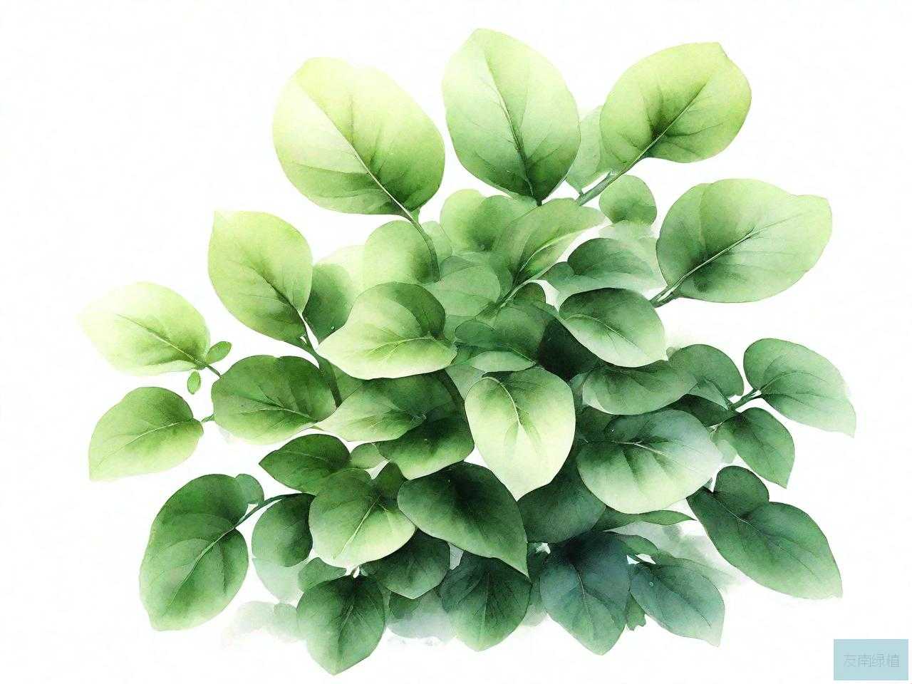 金枝玉叶是观叶植物吗
