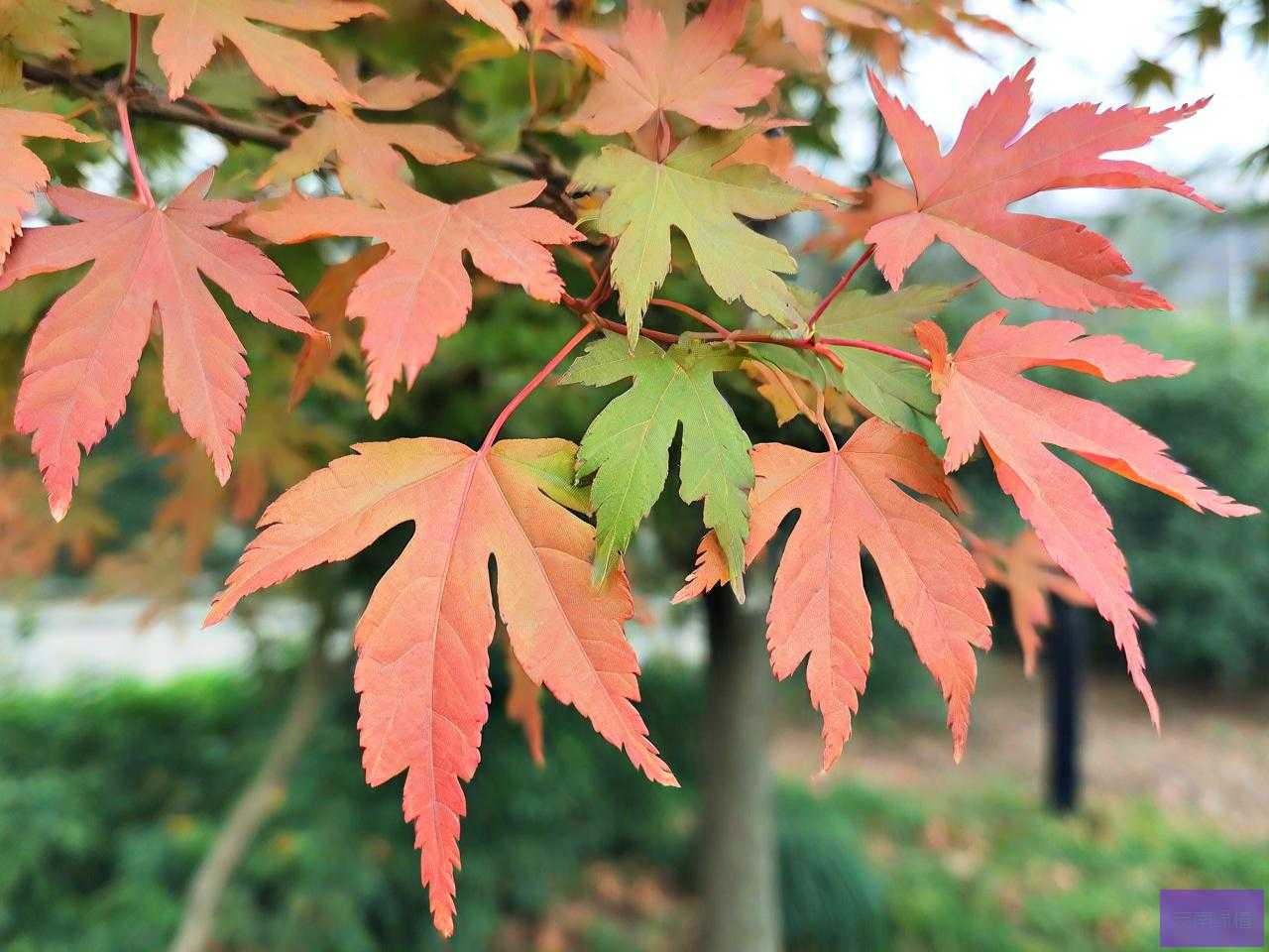 鸡爪槭10公分多少钱