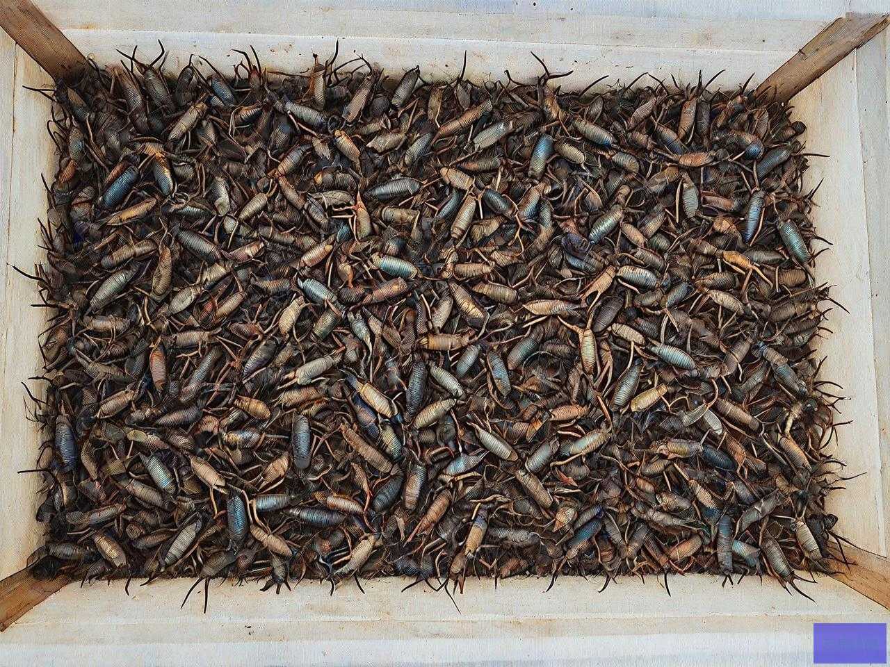 哪里有养蝎子的种苗场
