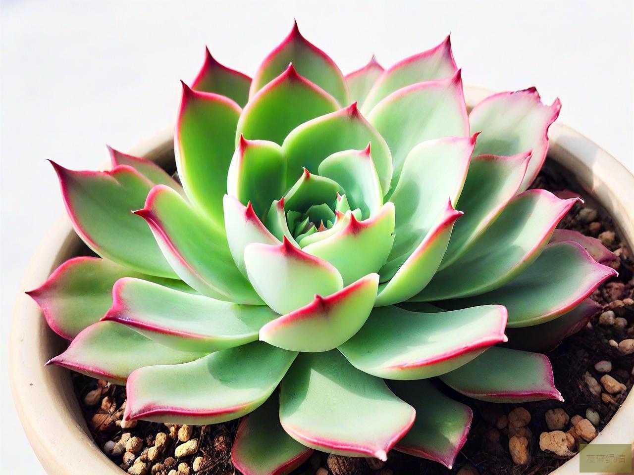 多肉植物绿法师怎么养