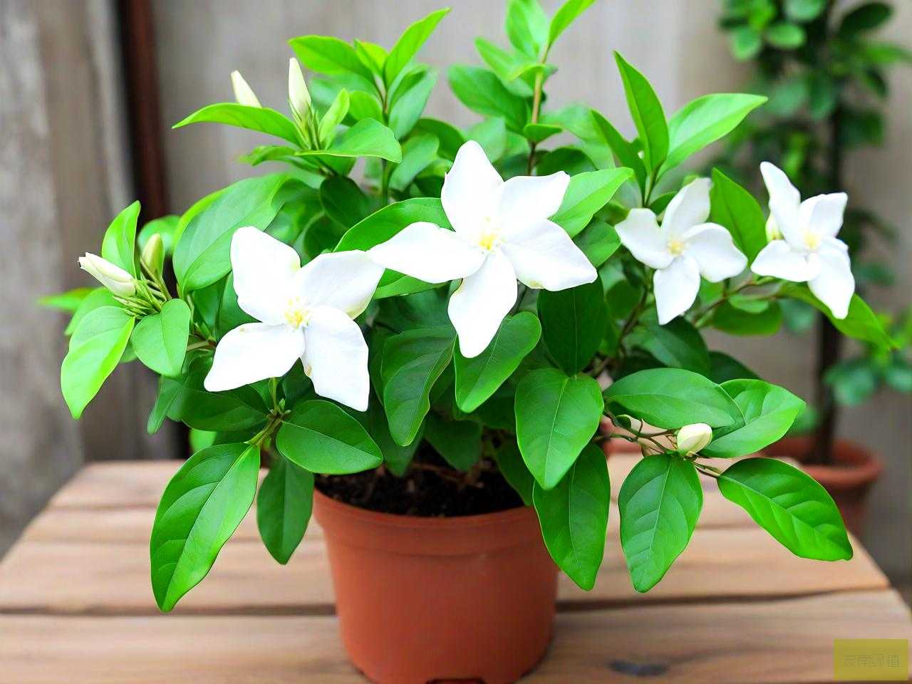风车茉莉花的叶子发黄