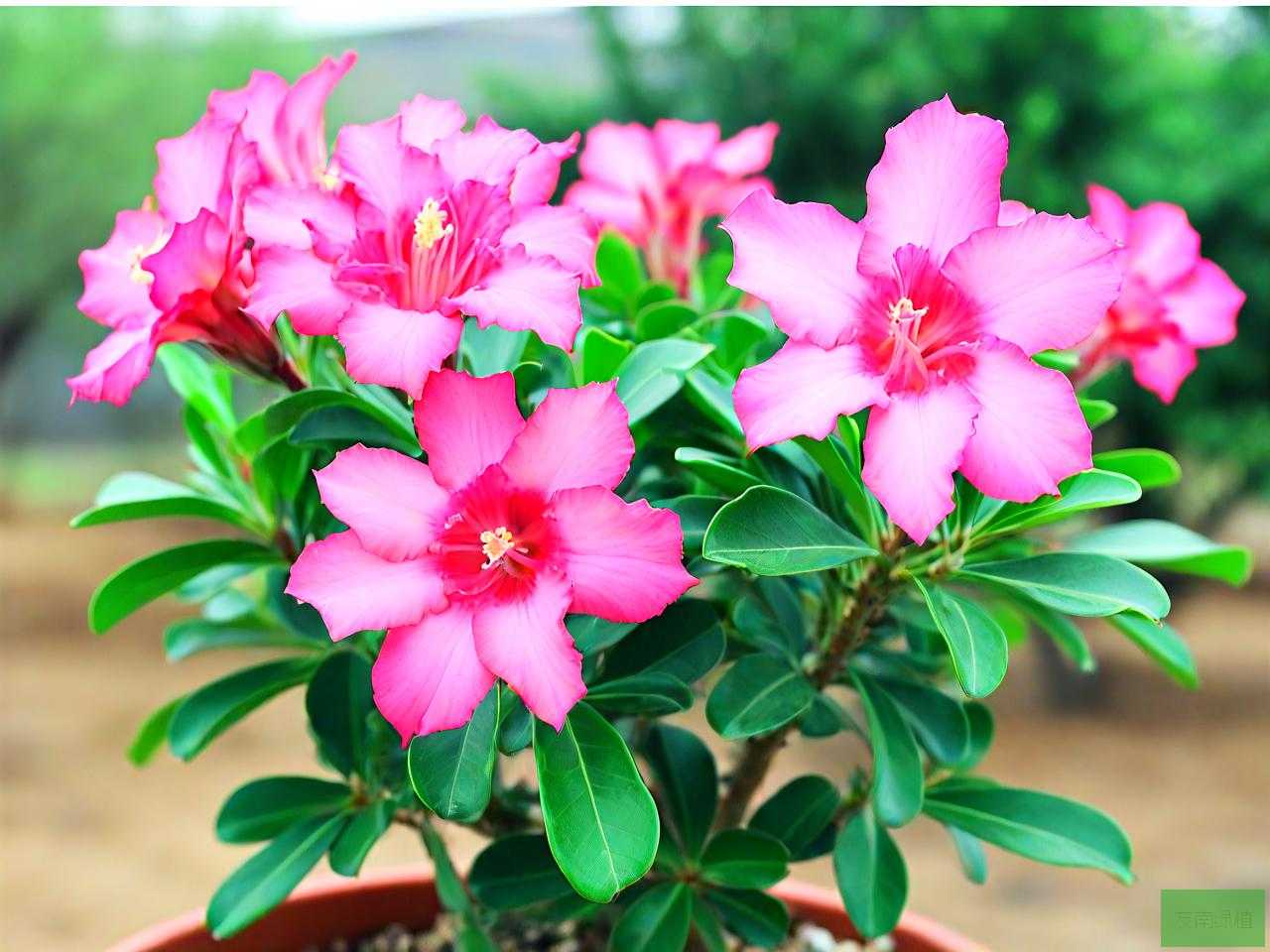 怎样养沙漠玫瑰才开花