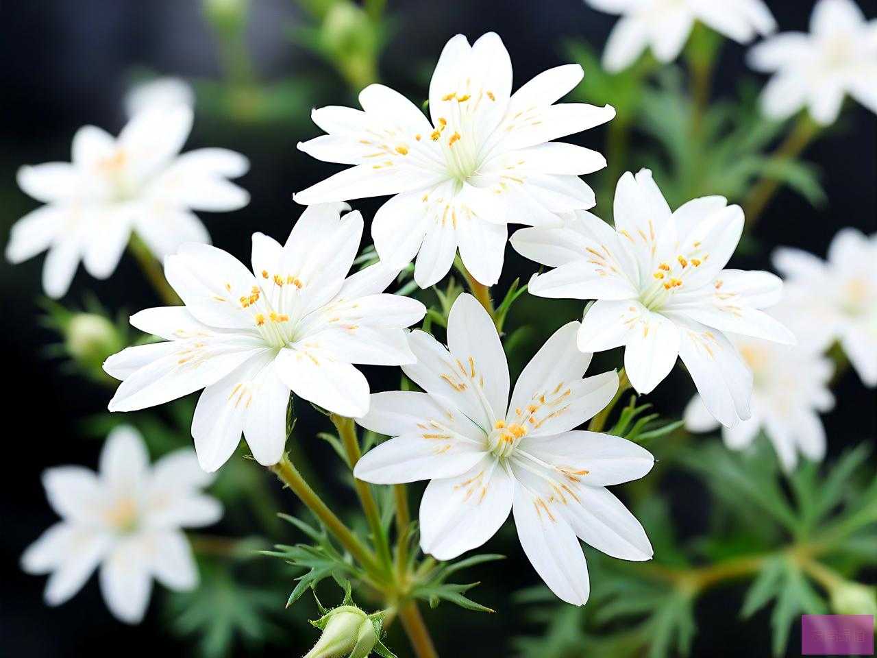 白色满天星花语和寓意