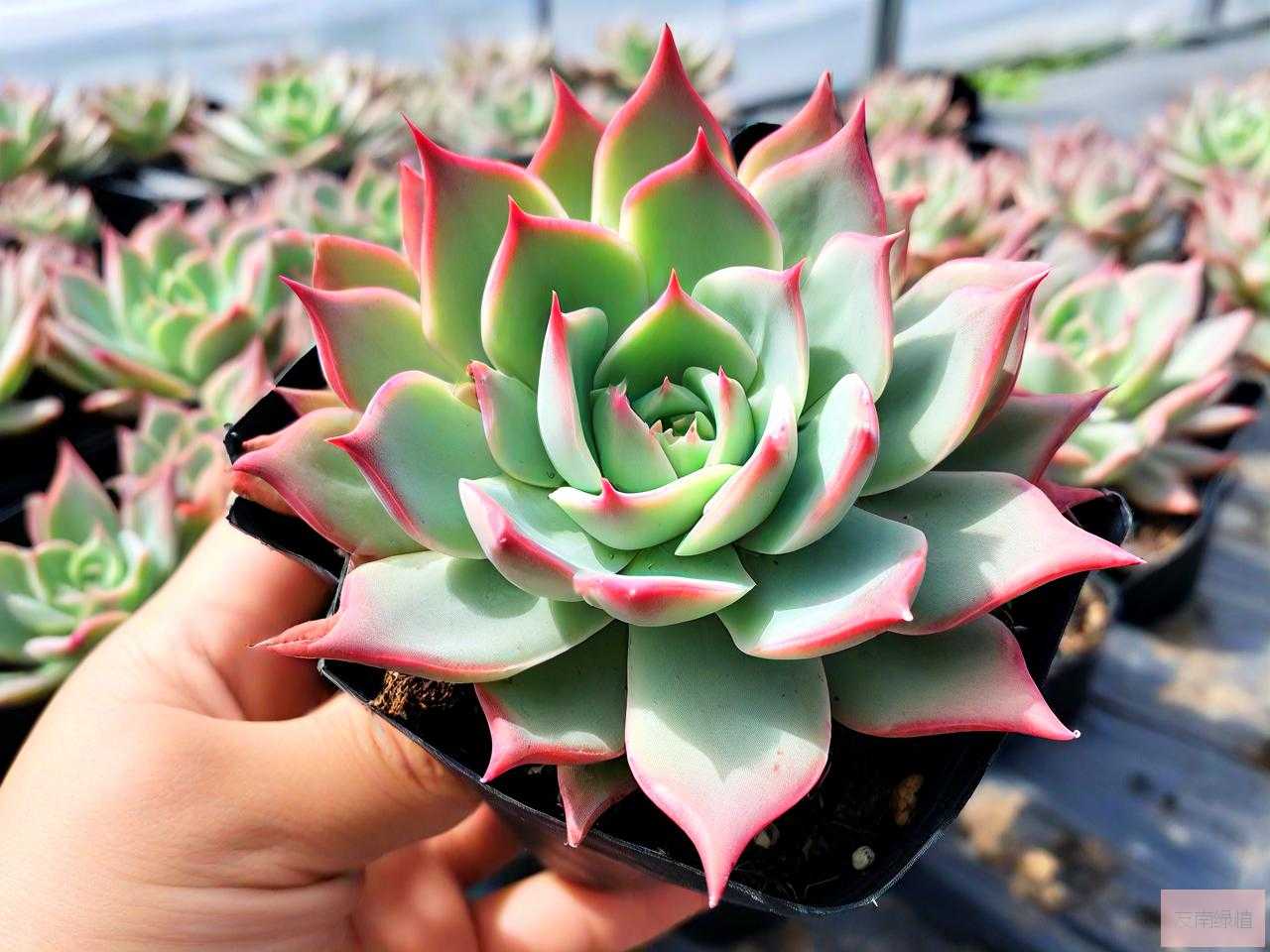 峨眉山多肉植物怎么养