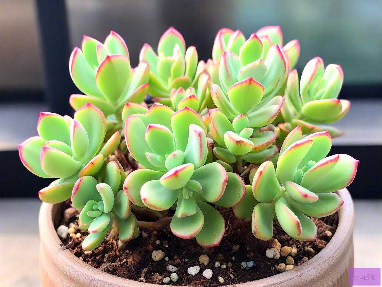 钱串串多肉植物怎么养