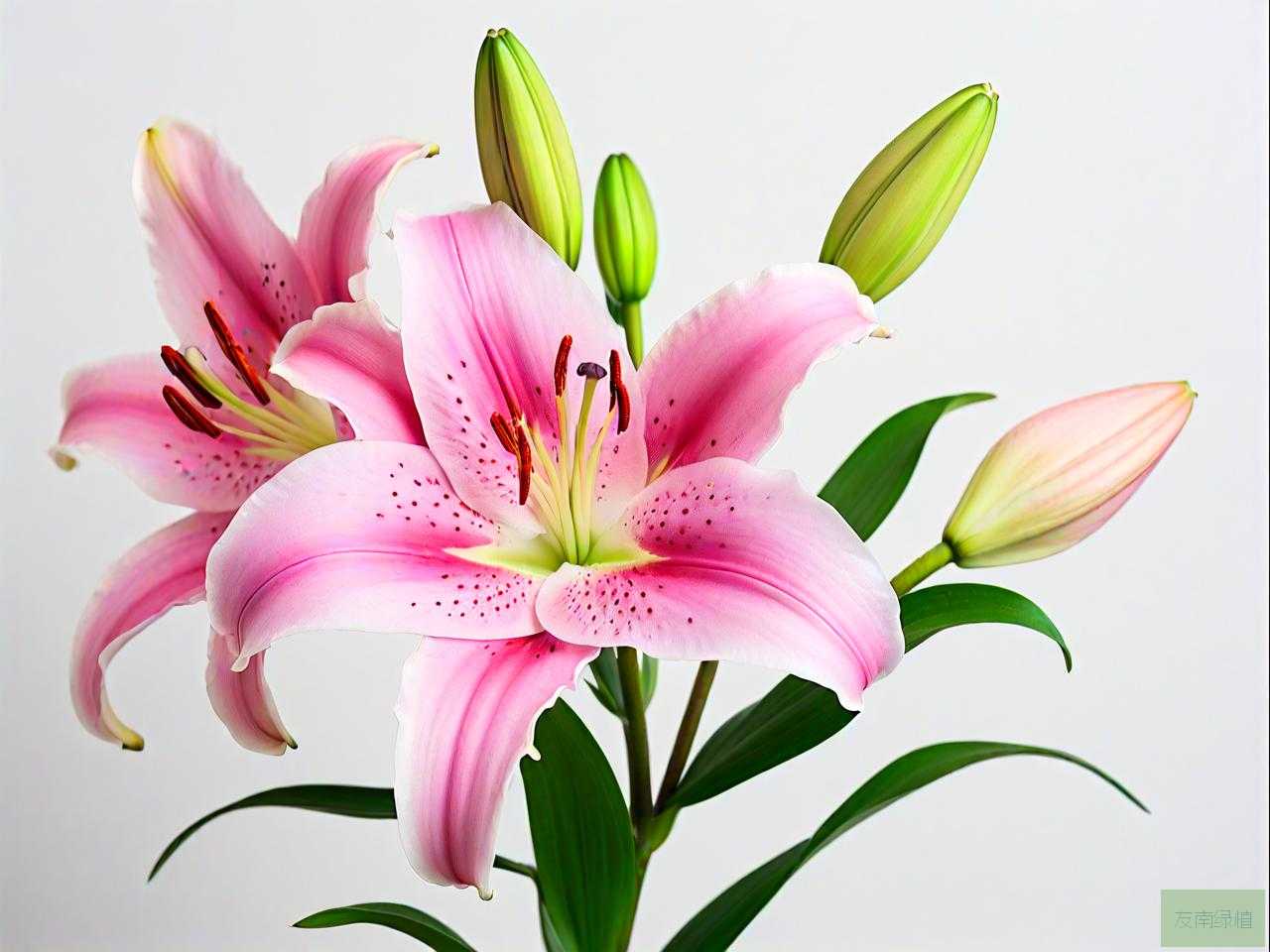 未开花的百合花怎么养