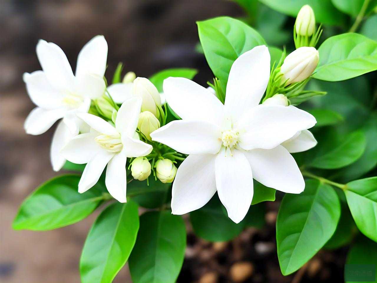 茉莉花用什么土养最好