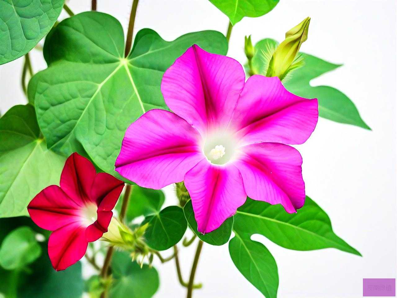 牵牛花的什么样的特点