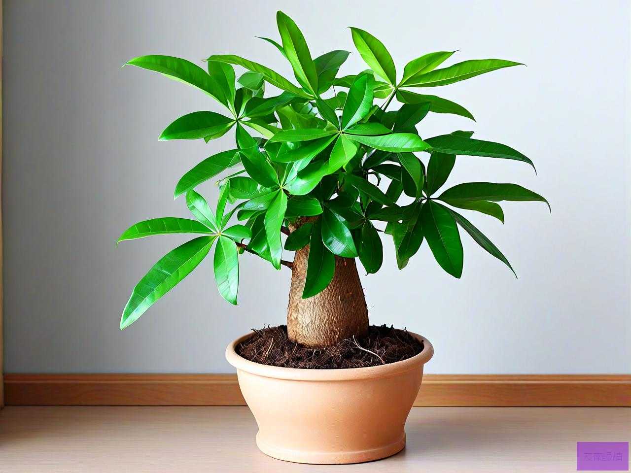北方养发财树几天浇水