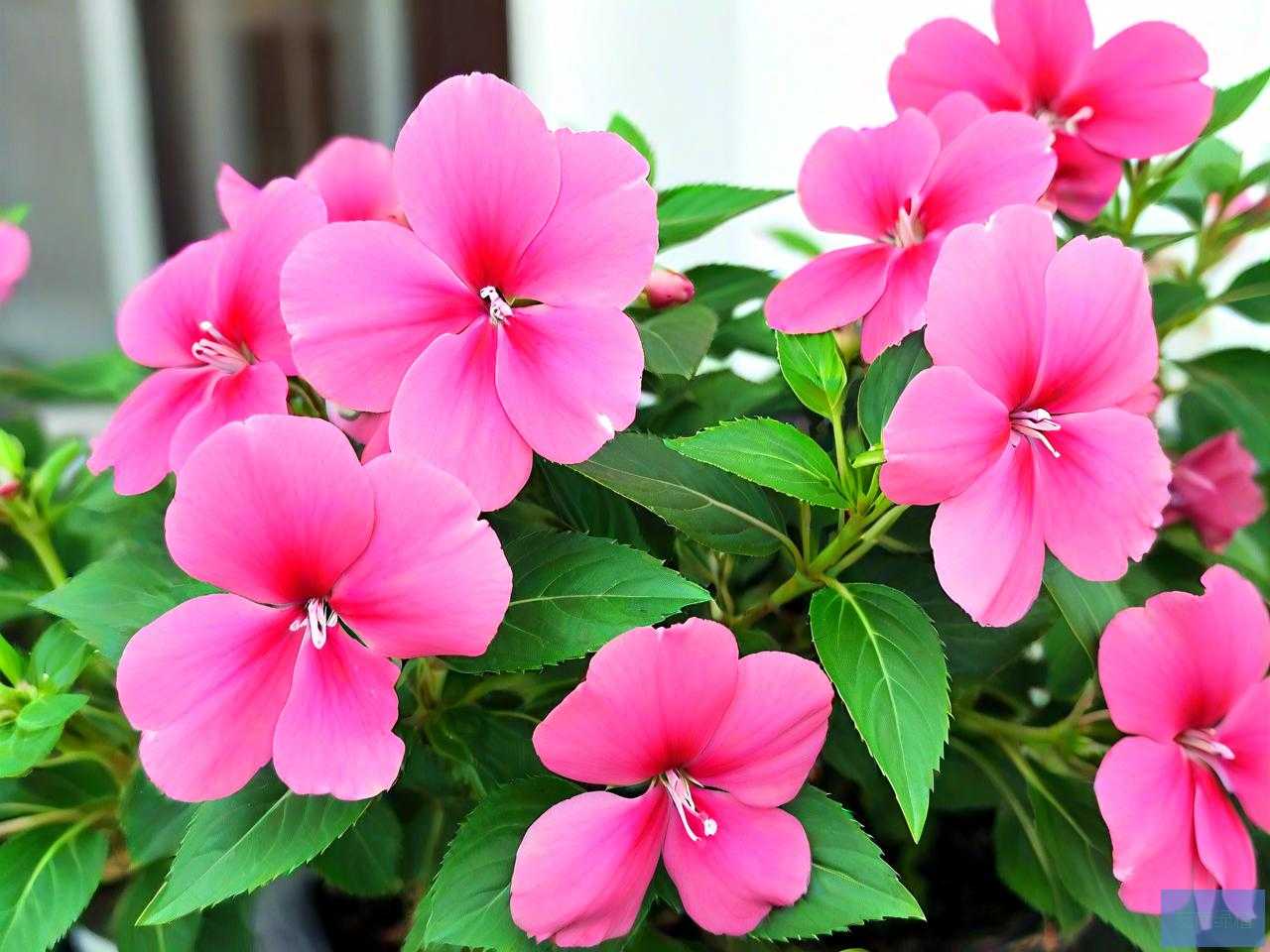 凤仙花适合种在家里吗