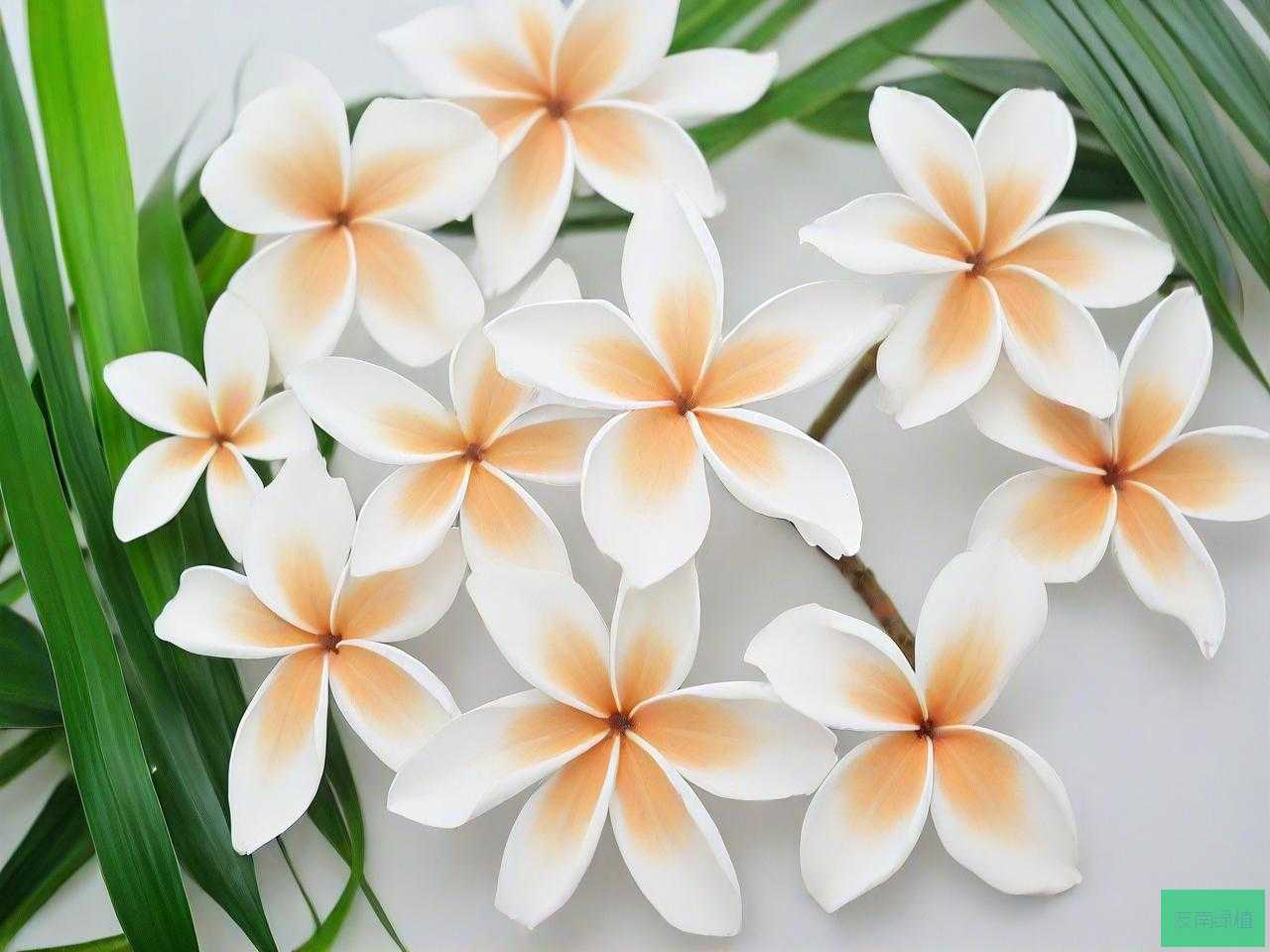 椰子满天星现在多少钱
