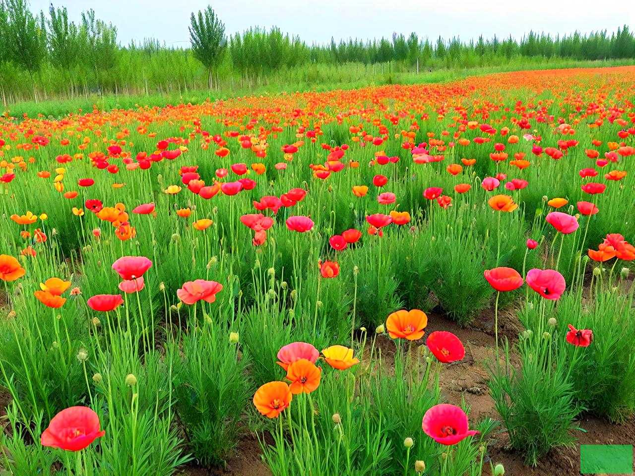 山东绿化草花种植基地