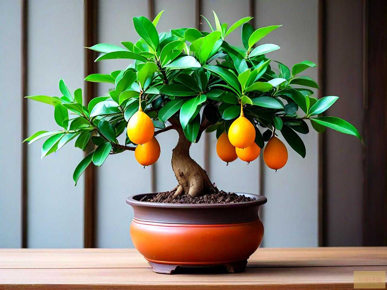 家中养吉祥果盆景好吗
