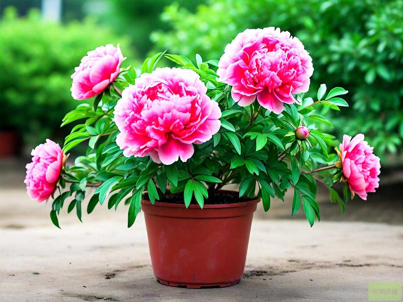 牡丹石榴花盆栽怎么养