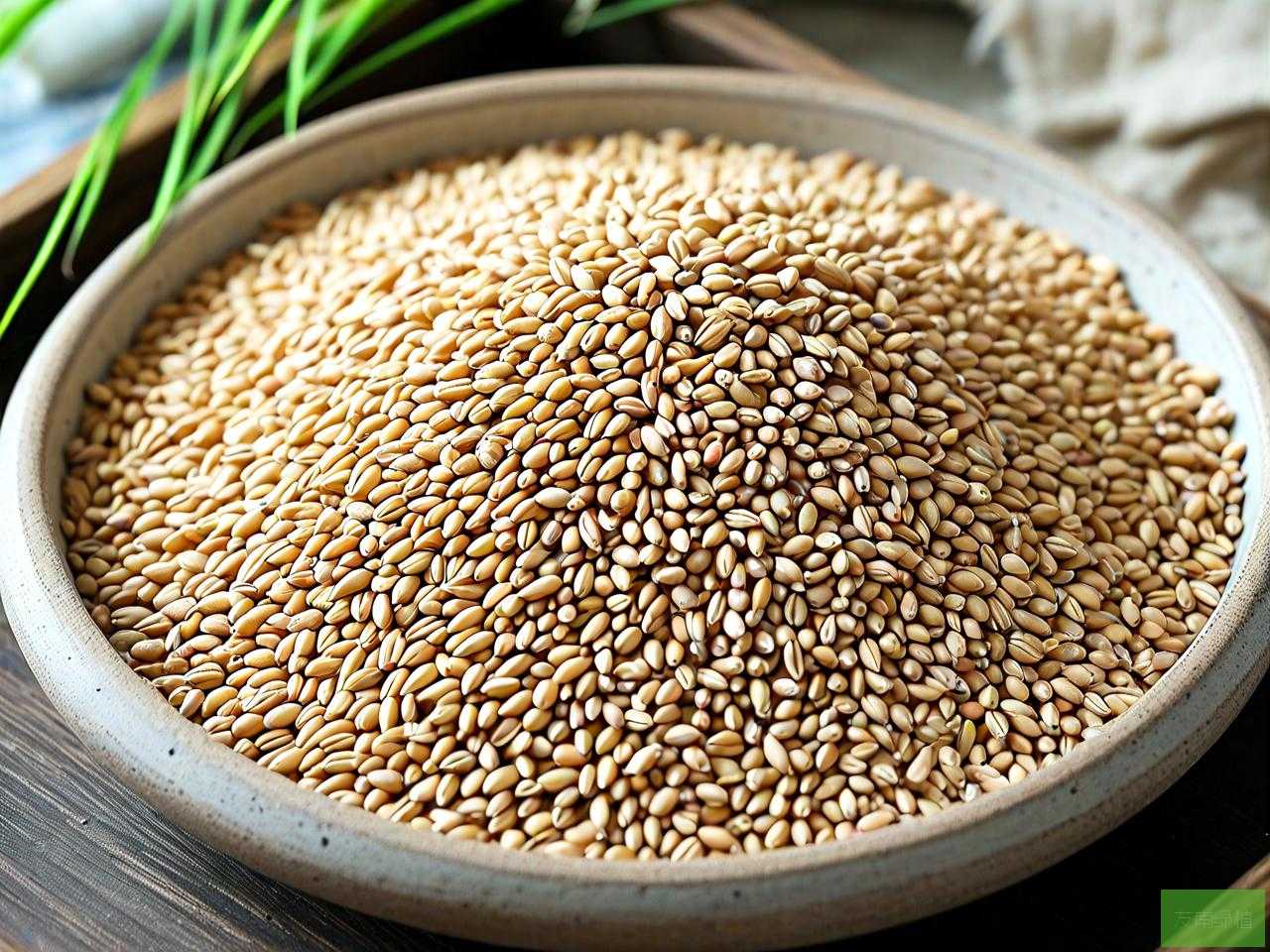 小麦种子的价格多少钱