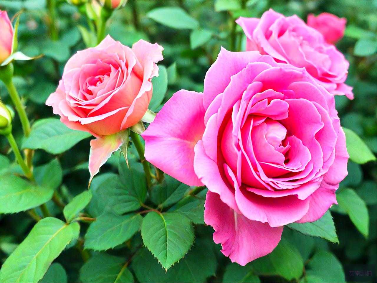 火龙果月季花的优缺点