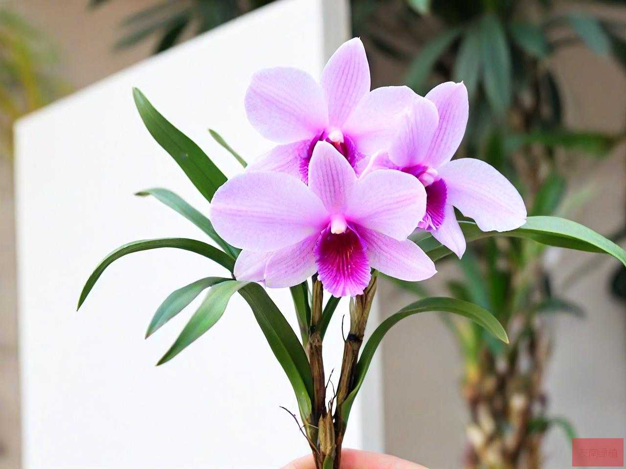 石斛兰的手工花怎么做