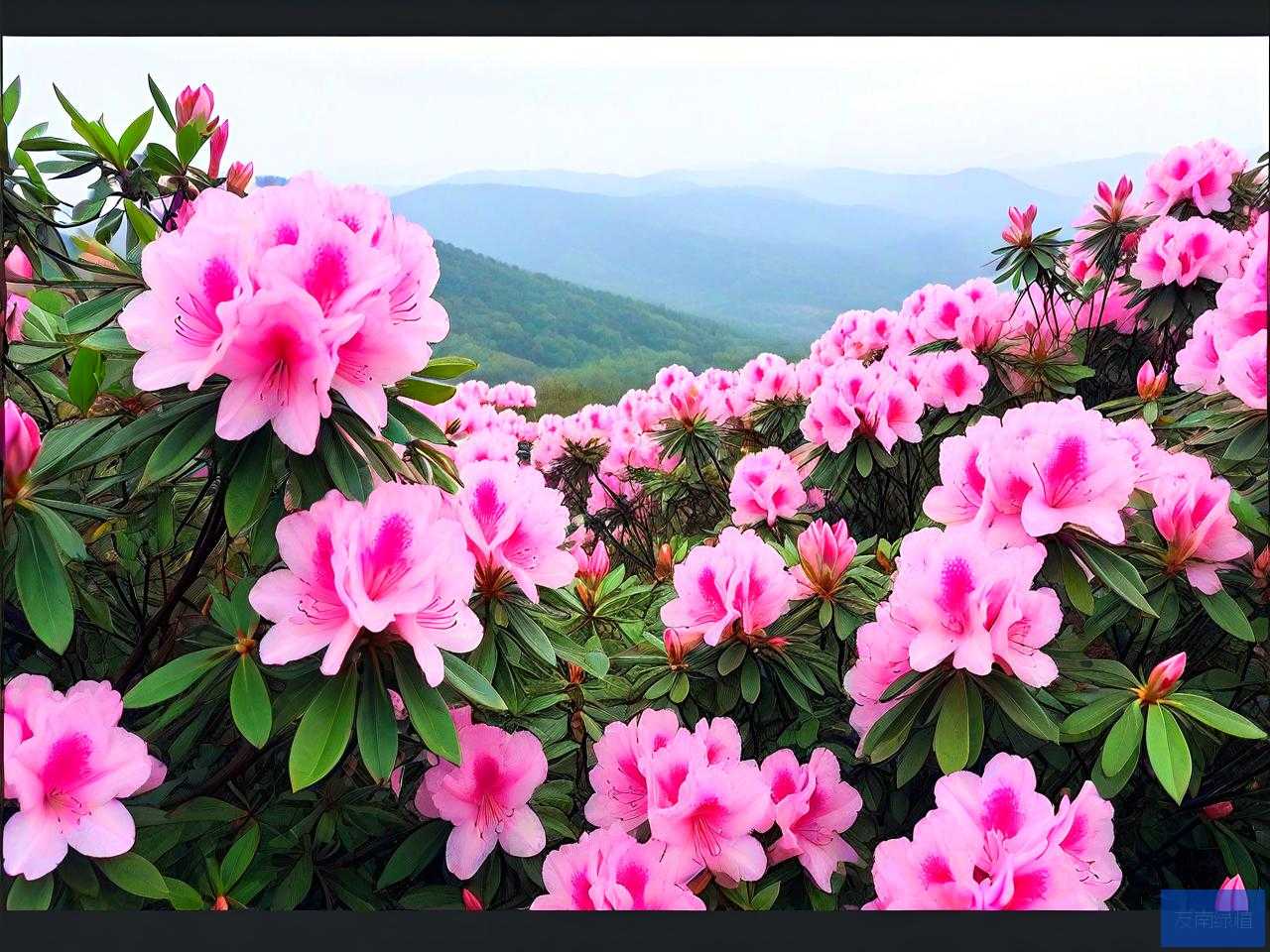 国内十大赏杜鹃花胜地