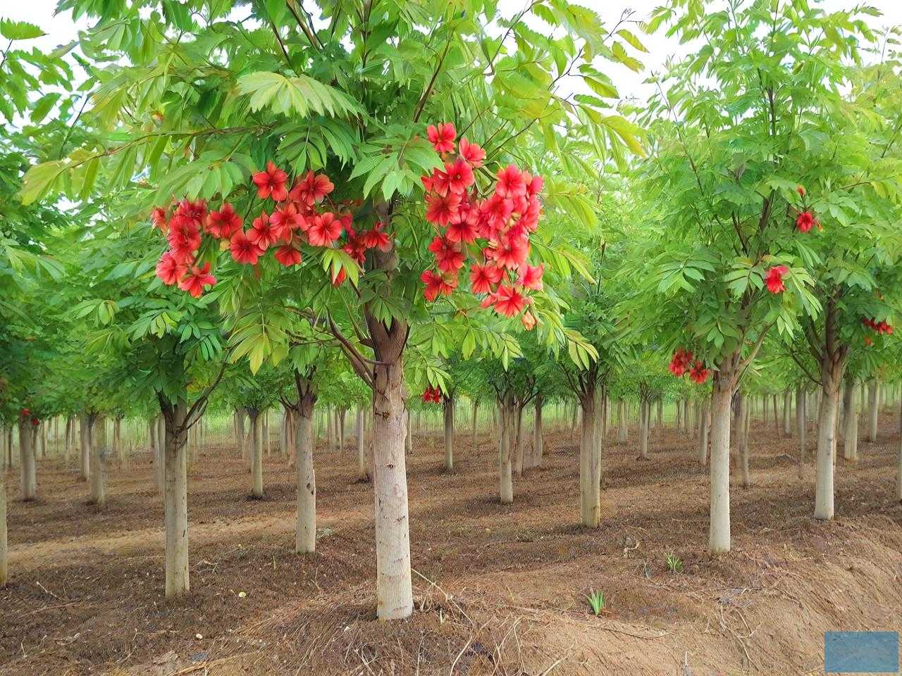 文冠果树苗的种植技术