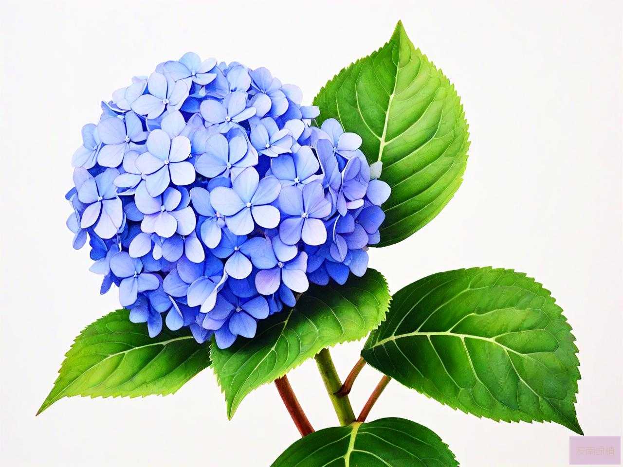 家里养绣球花好吗风水