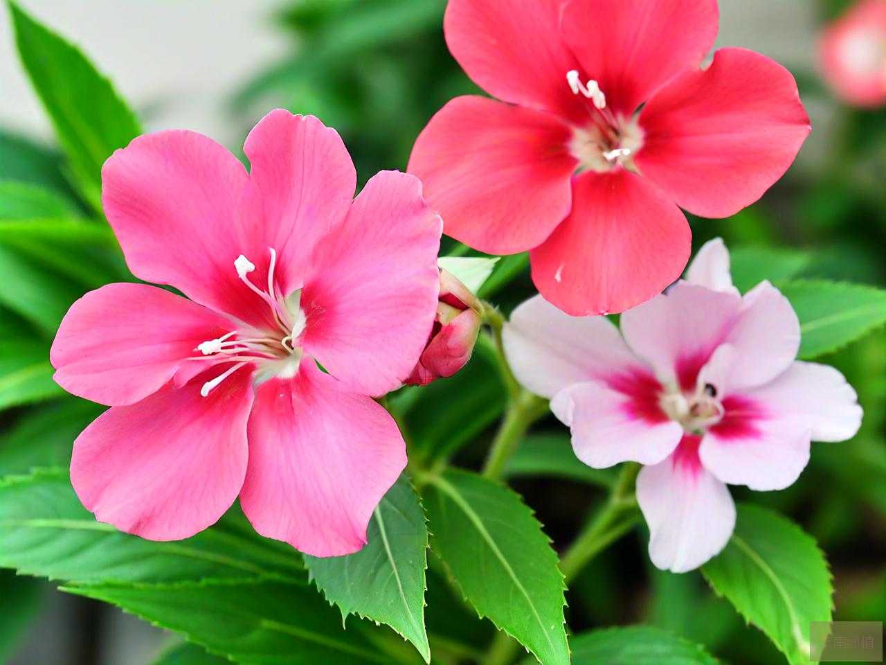 凤仙花染指甲有危害吗