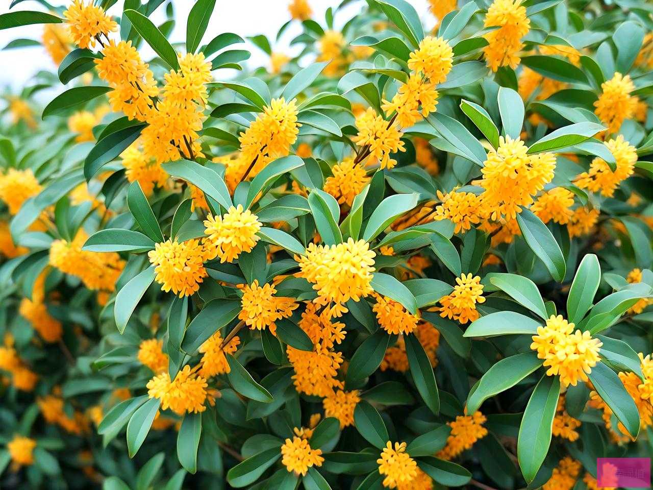 10公分高杆桂花价格