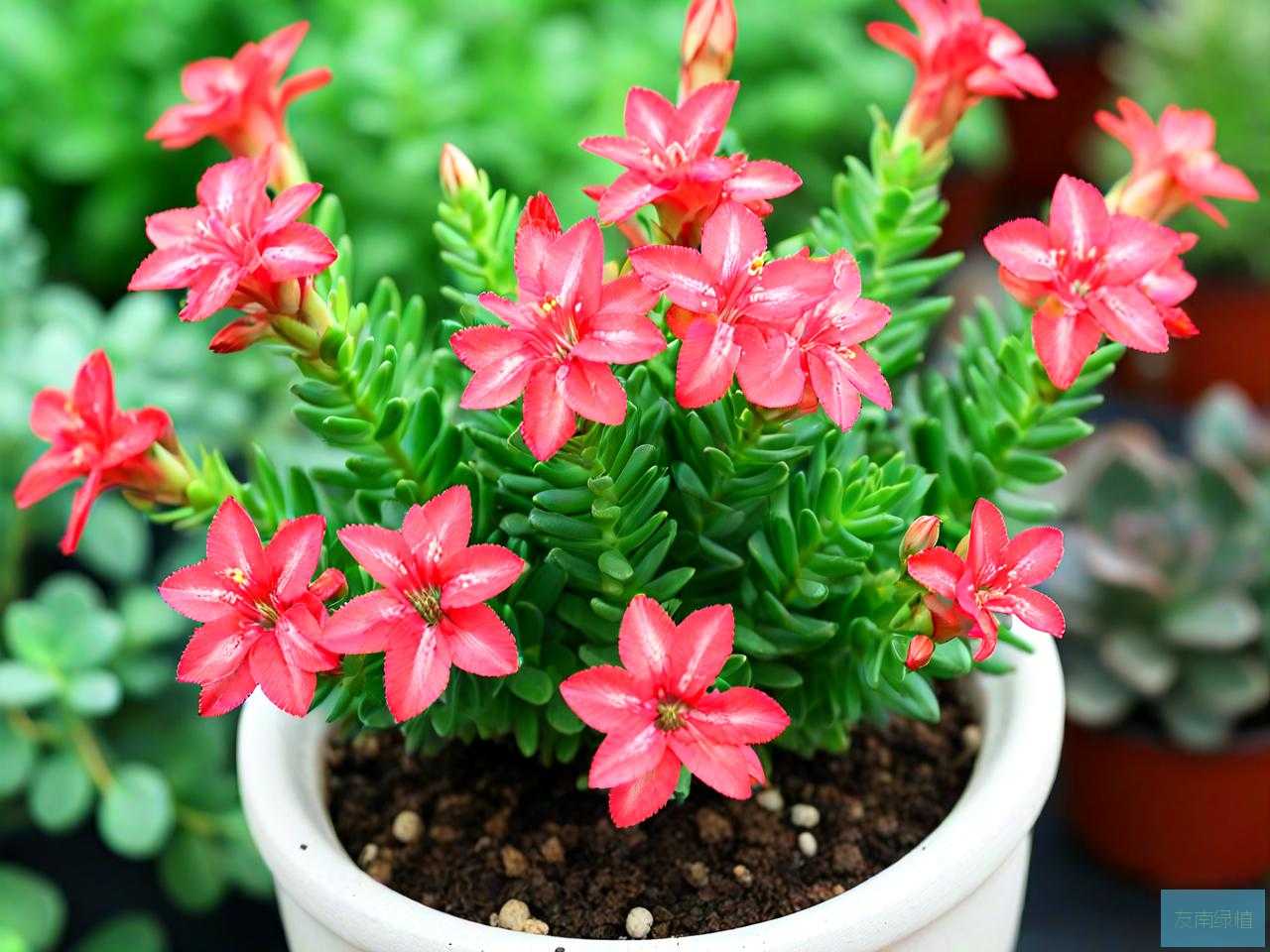 钱串子花用啥土养好呢