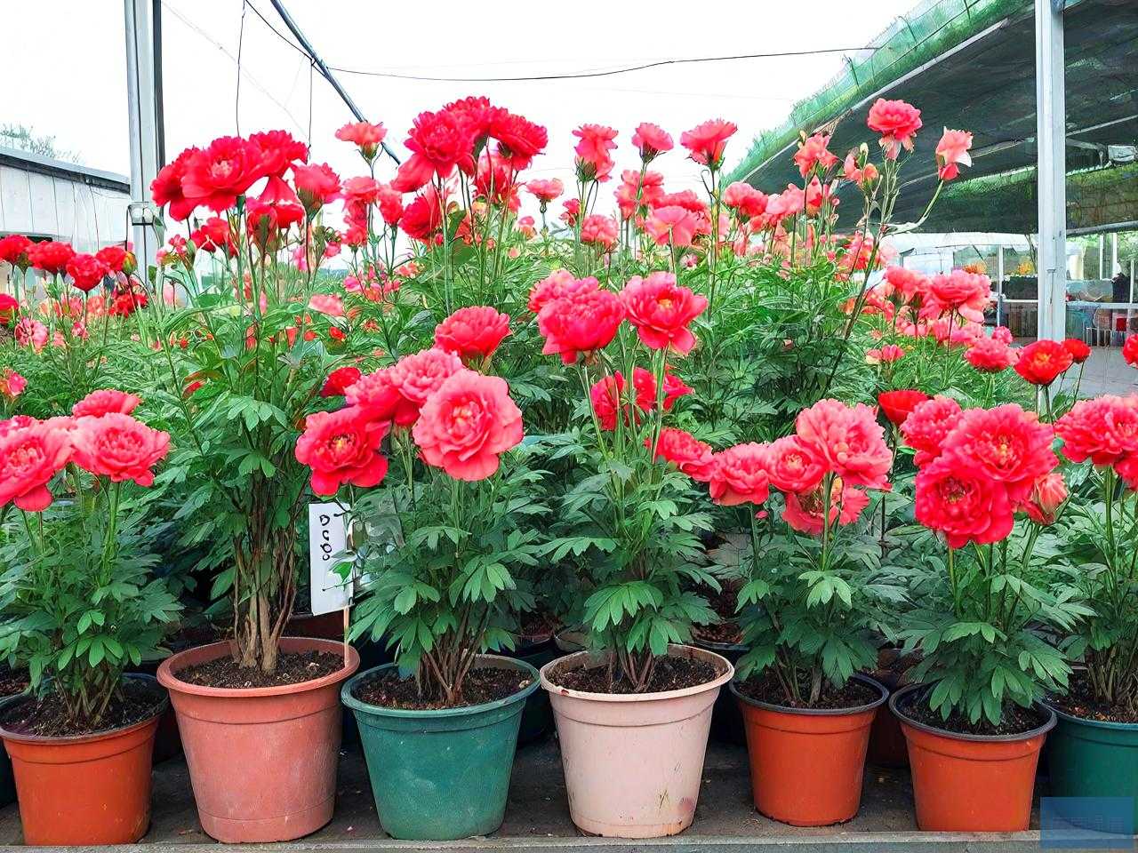 盆景花卉批发市场价格