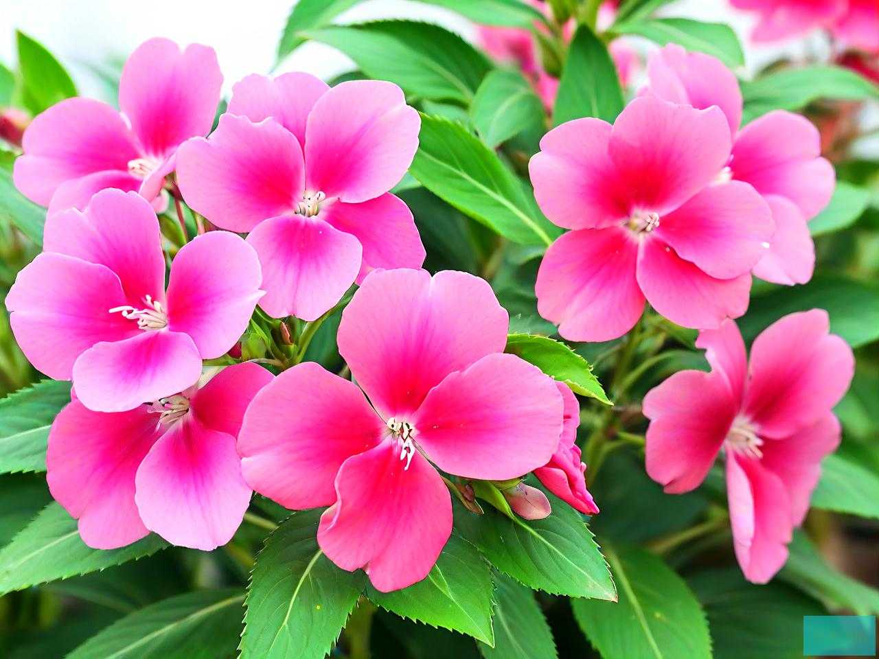 凤仙花是由什么组成的