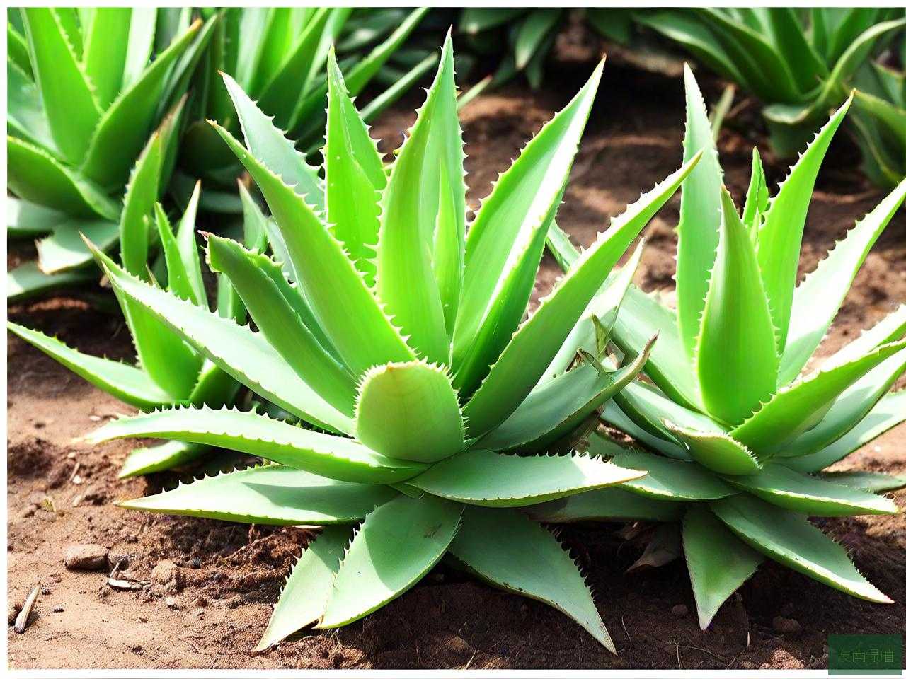 金边芦荟怎么养殖方法
