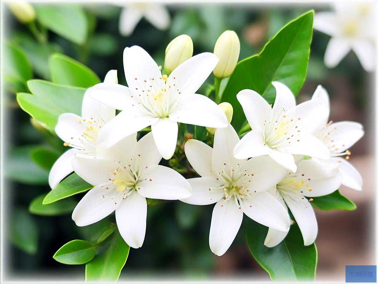 九里香可以四季开花吗