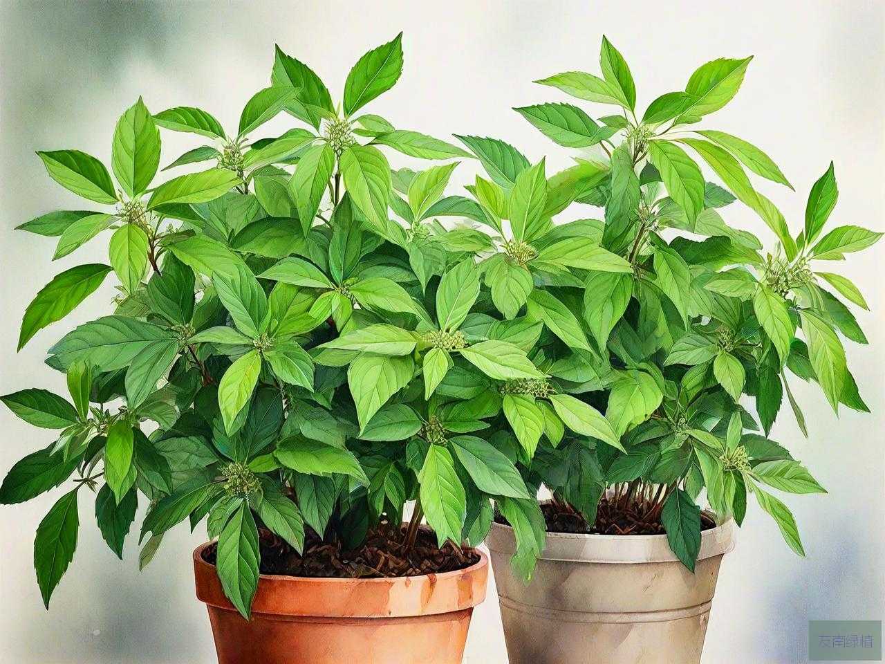 驱蚊植物排行第一的是