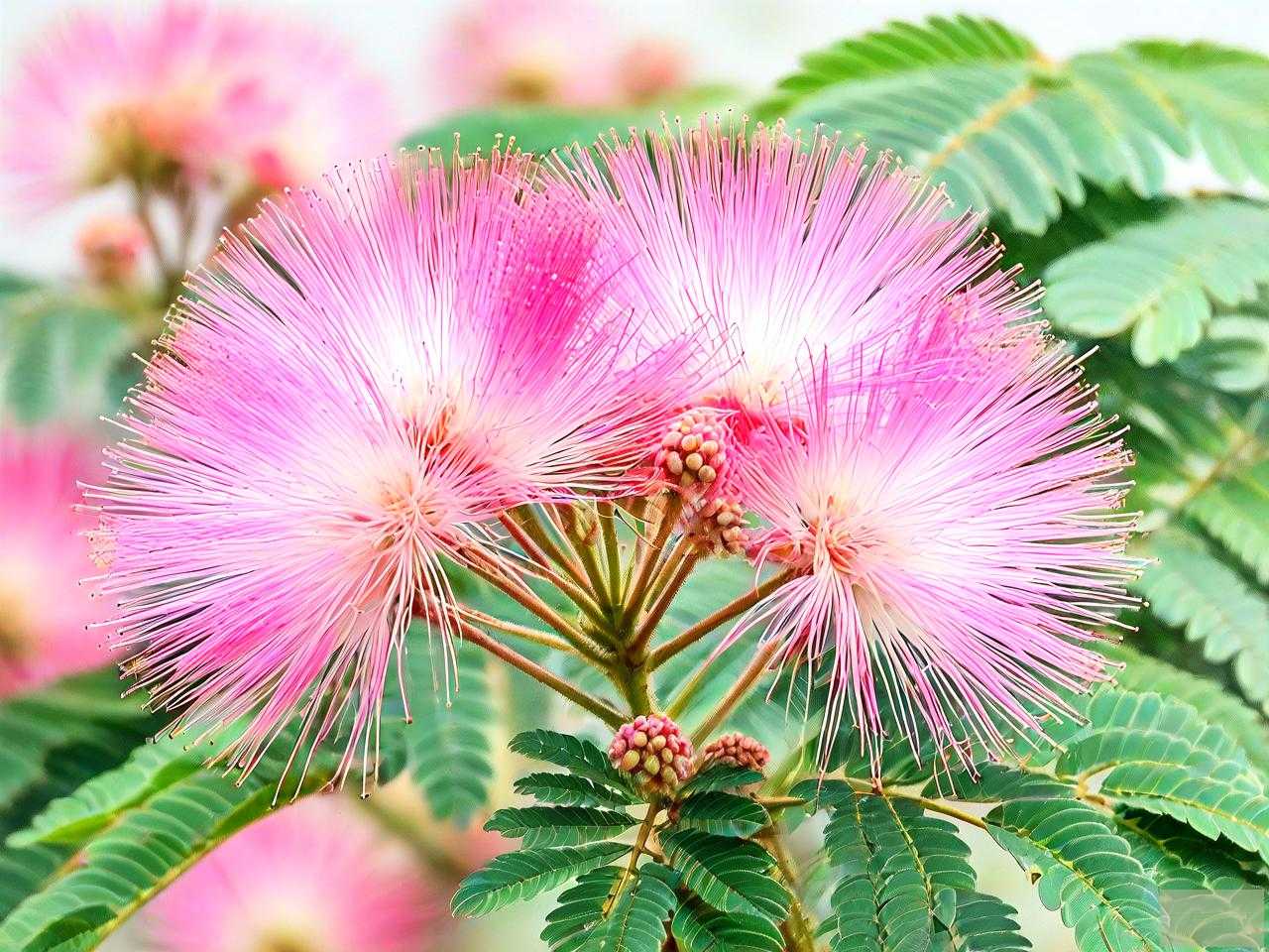 合欢花是含羞草的花吗