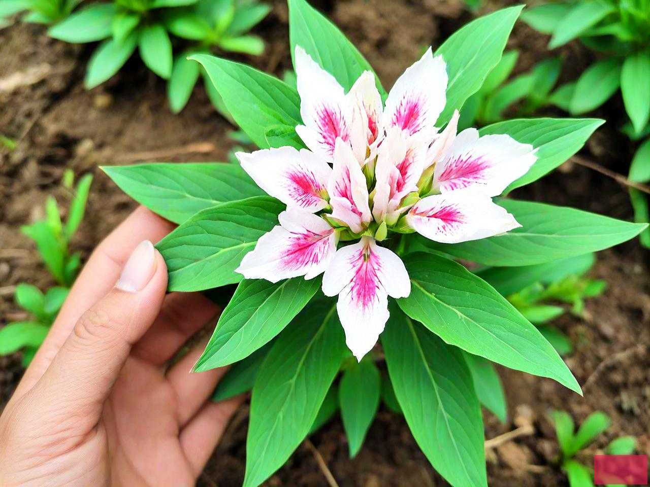 七叶一枝花苗哪里有卖