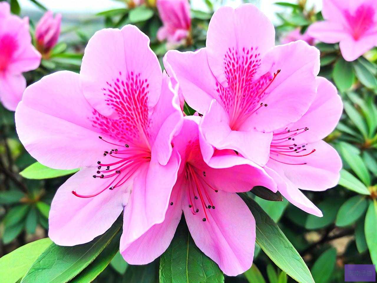 杜鹃花花瓣是什么形状
